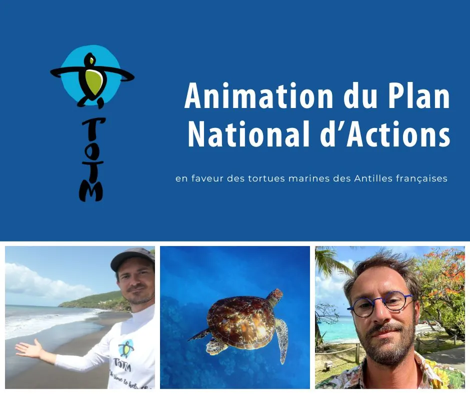 TOTM a remporté le marché de l'animation du Plan National d'Actions en faveur des tortues marines des Antilles françaises
